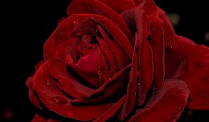 Preview wallpaper rose, bud, petals, drops