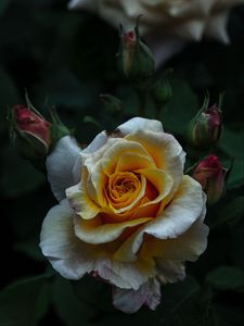Preview wallpaper rose, bud, petals, bush, flower