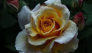 Preview wallpaper rose, bud, petals, bush, flower
