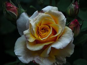Preview wallpaper rose, bud, petals, bush, flower