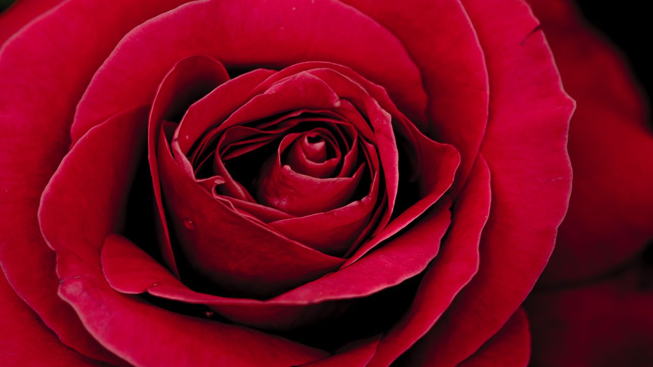 Wallpaper rose, bud, petals, close-up, red