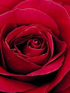 Preview wallpaper rose, bud, petals, close-up, red