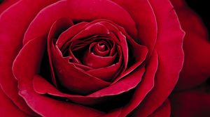 Preview wallpaper rose, bud, petals, close-up, red