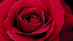 Preview wallpaper rose, bud, petals, close-up, red