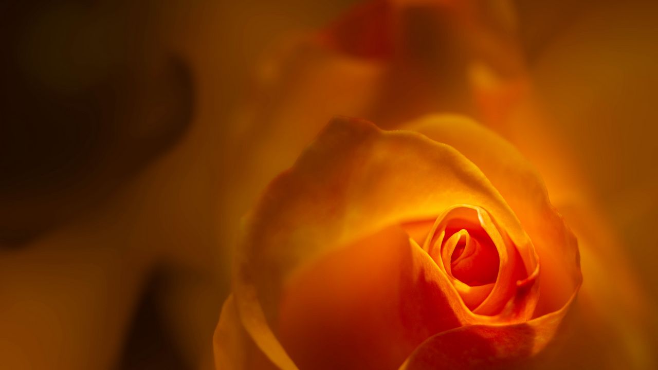Wallpaper rose, bud, petals, orange, blur, flower