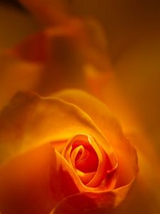 Preview wallpaper rose, bud, petals, orange, blur, flower