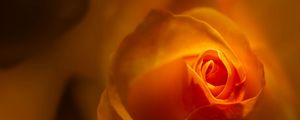 Preview wallpaper rose, bud, petals, orange, blur, flower