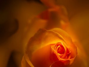 Preview wallpaper rose, bud, petals, orange, blur, flower