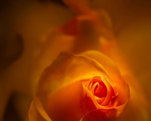 Preview wallpaper rose, bud, petals, orange, blur, flower