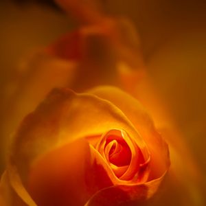 Preview wallpaper rose, bud, petals, orange, blur, flower