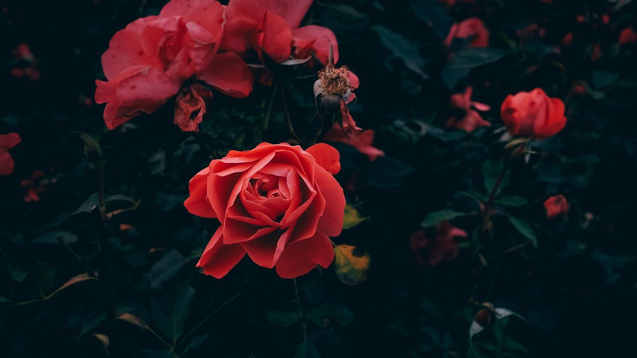 Wallpaper rose, bud, petals, red, bush, garden, leaves