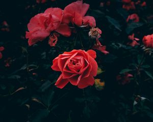 Preview wallpaper rose, bud, petals, red, bush, garden, leaves