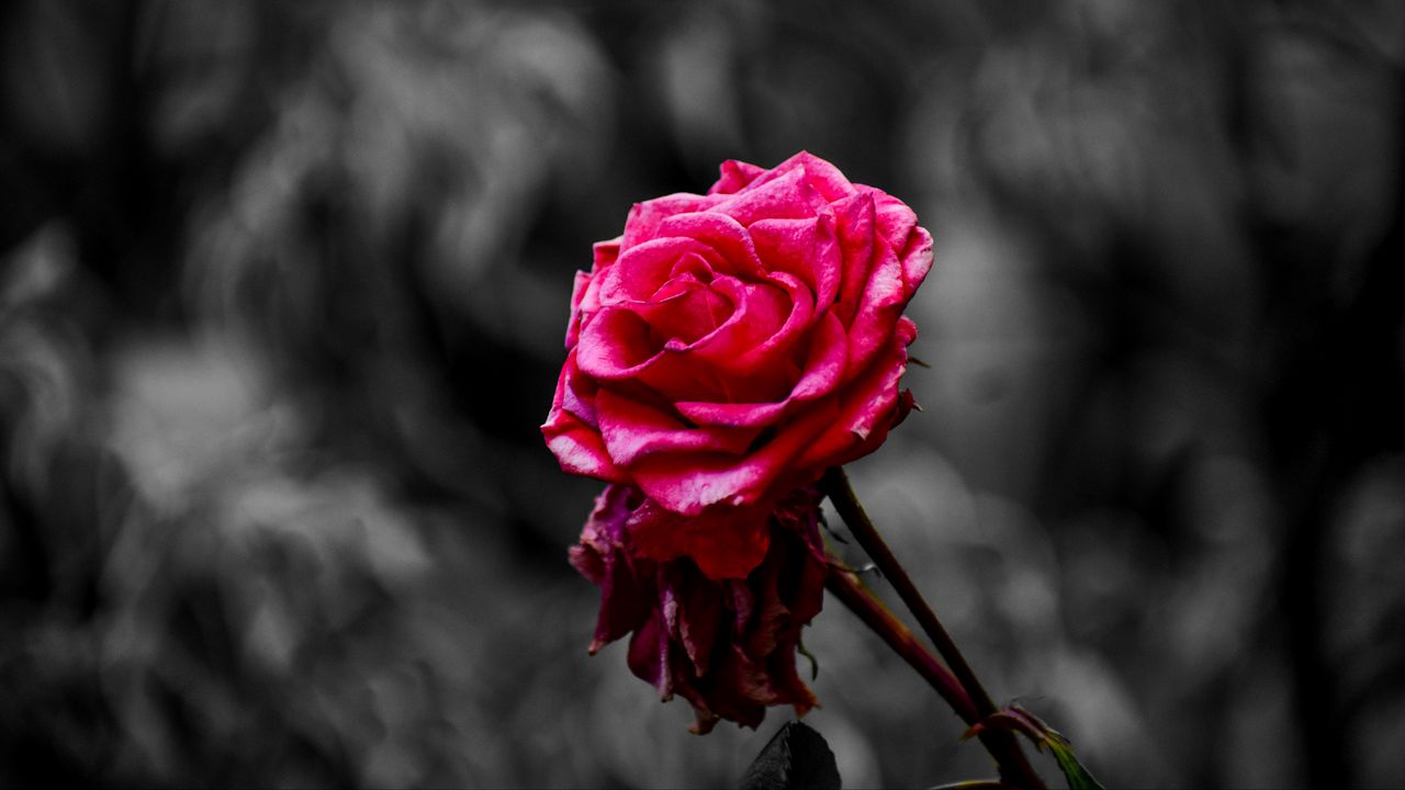 Wallpaper rose, bud, petals, blur, pink