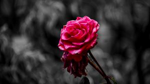 Preview wallpaper rose, bud, petals, blur, pink
