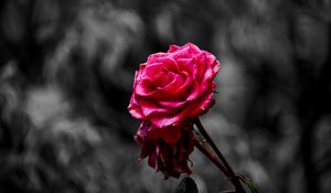Preview wallpaper rose, bud, petals, blur, pink