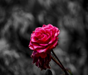 Preview wallpaper rose, bud, petals, blur, pink