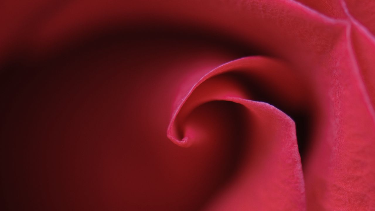 Wallpaper rose, bud, petals, macro, red