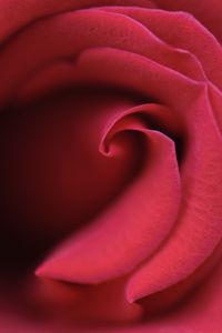 Preview wallpaper rose, bud, petals, macro, red