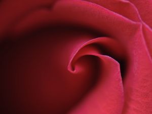 Preview wallpaper rose, bud, petals, macro, red