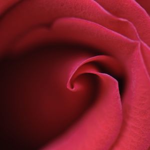 Preview wallpaper rose, bud, petals, macro, red