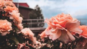 Preview wallpaper rose, bud, petals, sky, blur