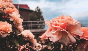 Preview wallpaper rose, bud, petals, sky, blur