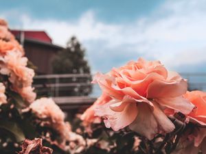 Preview wallpaper rose, bud, petals, sky, blur