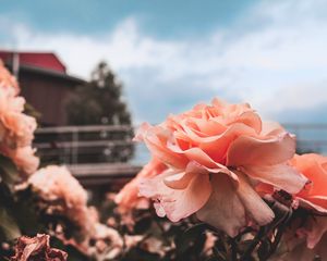 Preview wallpaper rose, bud, petals, sky, blur