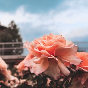 Preview wallpaper rose, bud, petals, sky, blur