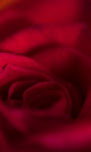 Preview wallpaper rose, bud, petals, flower, red, macro