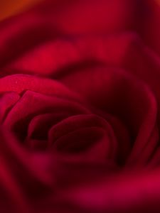 Preview wallpaper rose, bud, petals, flower, red, macro