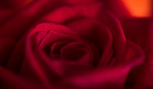 Preview wallpaper rose, bud, petals, flower, red, macro