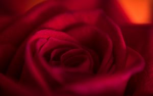 Preview wallpaper rose, bud, petals, flower, red, macro