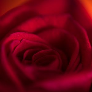 Preview wallpaper rose, bud, petals, flower, red, macro