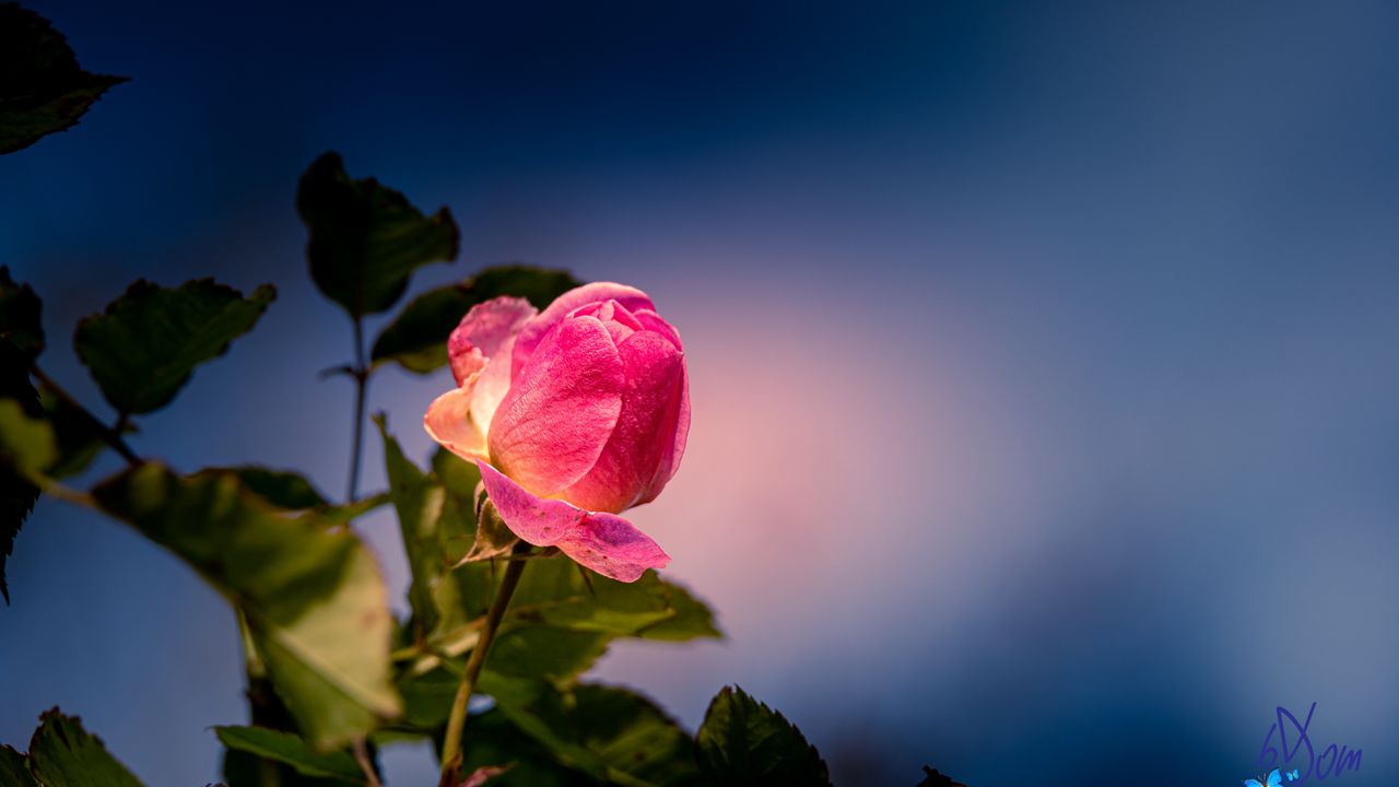 Wallpaper rose, bud, petals, leaves, flower, pink