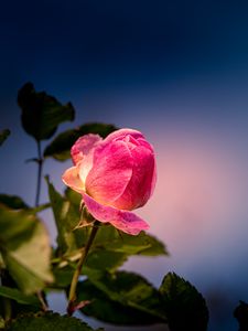 Preview wallpaper rose, bud, petals, leaves, flower, pink