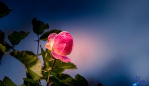Preview wallpaper rose, bud, petals, leaves, flower, pink