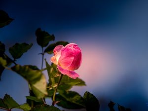 Preview wallpaper rose, bud, petals, leaves, flower, pink