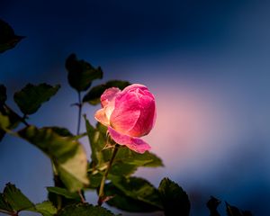 Preview wallpaper rose, bud, petals, leaves, flower, pink