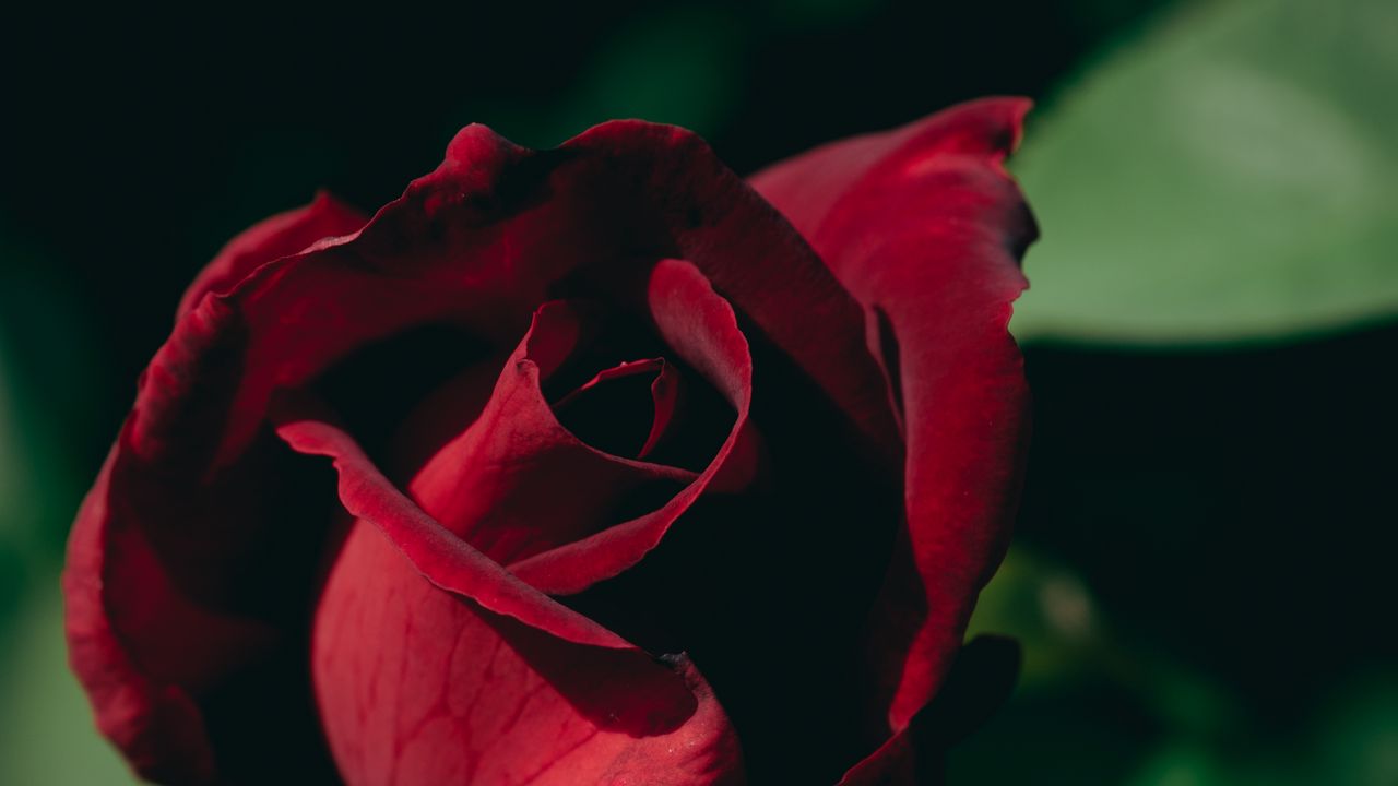 Wallpaper rose, bud, petals, macro, red, blur