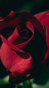 Preview wallpaper rose, bud, petals, macro, red, blur