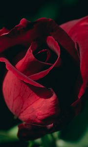 Preview wallpaper rose, bud, petals, macro, red, blur