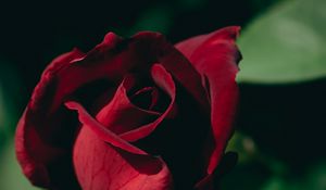 Preview wallpaper rose, bud, petals, macro, red, blur