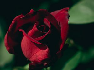 Preview wallpaper rose, bud, petals, macro, red, blur