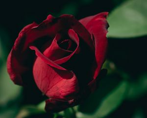 Preview wallpaper rose, bud, petals, macro, red, blur