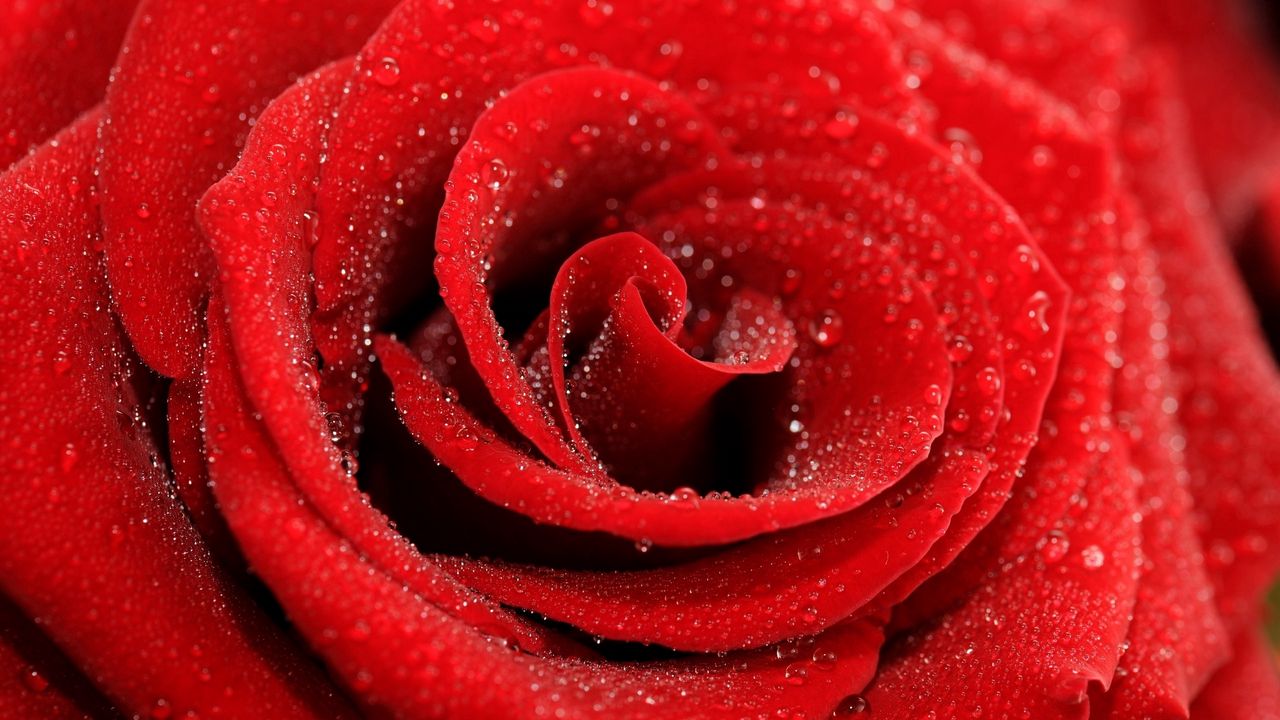 Wallpaper rose, bud, petals, drops