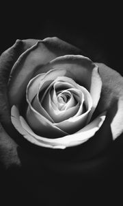 Preview wallpaper rose, bud, petals, black and white