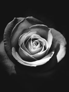 Preview wallpaper rose, bud, petals, black and white