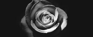 Preview wallpaper rose, bud, petals, black and white