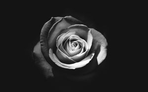 Preview wallpaper rose, bud, petals, black and white